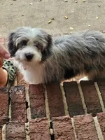 Mr.Red Mini, a male Miniature Aussiedoodle for sale in Woodruff, SC – 1 of 8