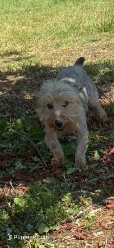 Hamish Yorkie CKC – Yorkshire Terrier puppy for sale in Woodruff, SC