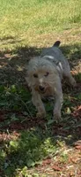 Hamish Yorkie CKC, a male Yorkshire Terrier for sale in Woodruff, SC – 1 of 6