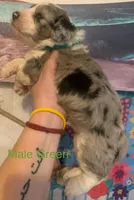 Male Green, a male Miniature Aussiedoodle for sale in Woodruff, SC – Photo 8 of 10