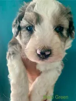 Male Green, a male Miniature Aussiedoodle for sale in Woodruff, SC – Photo 4 of 10