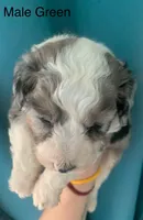 Male Green, a male Miniature Aussiedoodle for sale in Woodruff, SC – Photo 3 of 10