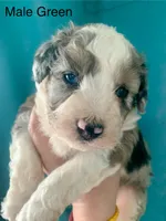 Male Green, a male Miniature Aussiedoodle for sale in Woodruff, SC – Photo 5 of 10