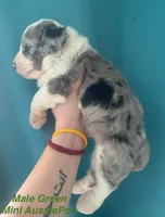 Male Green, a male Miniature Aussiedoodle for sale in Woodruff, SC – Photo 6 of 10