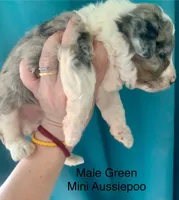 Male Green, a male Miniature Aussiedoodle for sale in Woodruff, SC – Photo 1 of 10