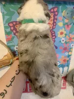 Male Green, a male Miniature Aussiedoodle for sale in Woodruff, SC – Photo 10 of 10