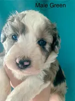 Male Green, a male Miniature Aussiedoodle for sale in Woodruff, SC – Photo 7 of 10