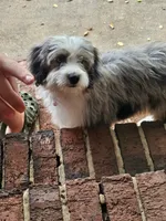 Mr.Red Mini, a male Miniature Aussiedoodle for sale in Woodruff, SC – 7 of 8