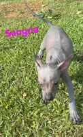 Sangria Mini/interm Xolo, a female Xoloitzcuintli for sale in Woodruff, SC – 7 of 10