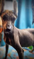 Santiago Standard, a male Xoloitzcuintli for sale in Woodruff, SC – Photo 9 of 9
