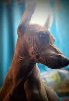 Santiago Standard, a male Xoloitzcuintli for sale in Woodruff, SC – Photo 8 of 9