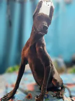 Santiago Standard, a male Xoloitzcuintli for sale in Woodruff, SC – Photo 6 of 9