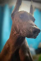 Santiago Standard, a male Xoloitzcuintli for sale in Woodruff, SC – Photo 3 of 9