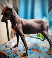 Santiago Standard, a male Xoloitzcuintli for sale in Woodruff, SC – Photo 1 of 9