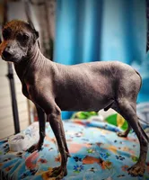 Santiago Standard, a male Xoloitzcuintli for sale in Woodruff, SC – Photo 2 of 9