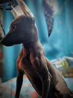 Santiago Standard, a male Xoloitzcuintli for sale in Woodruff, SC – Photo 7 of 9