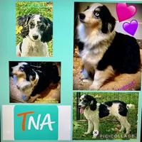 Mr.Red Mini, a male Miniature Aussiedoodle for sale in Woodruff, SC – 5 of 8