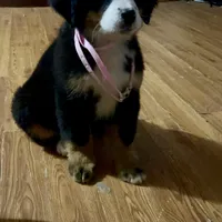 Claire-Rose AKC Berner, a female Bernese Mountain Dog for sale in Woodruff, SC – Photo 1 of 7