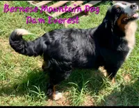 Claire-Rose AKC Berner, a female Bernese Mountain Dog for sale in Woodruff, SC – Photo 5 of 7