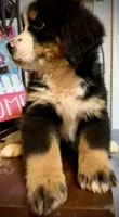 Claire AKC Berner, a female Bernese Mountain Dog for sale in Woodruff, SC – Photo 1 of 10