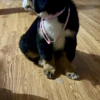 Claire-Rose AKC Berner, a female Bernese Mountain Dog for sale in Woodruff, SC – Photo 4 of 7