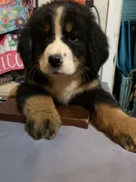 Claire AKC Berner, a female Bernese Mountain Dog for sale in Woodruff, SC – Photo 10 of 10