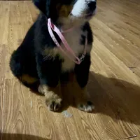 Claire-Rose AKC Berner, a female Bernese Mountain Dog for sale in Woodruff, SC – Photo 2 of 7