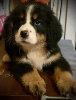 Claire AKC Berner, a female Bernese Mountain Dog for sale in Woodruff, SC – Photo 6 of 10