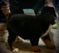 Claire AKC Berner, a female Bernese Mountain Dog for sale in Woodruff, SC – Photo 4 of 10