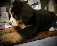 Claire AKC Berner, a female Bernese Mountain Dog for sale in Woodruff, SC – Photo 9 of 10