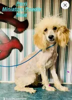 Parry Mini, a male Poodle - Miniature  for sale in Woodruff, SC – Photo 1 of 2