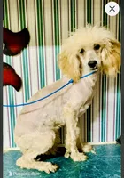 Parry Mini, a male Poodle - Miniature  for sale in Woodruff, SC – Photo 2 of 2