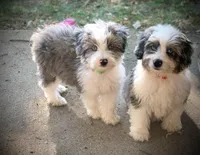 Mr.Green, a male Miniature Aussiedoodle for sale in Woodruff, SC – Photo 6 of 10