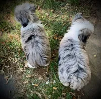 Mr.Green, a male Miniature Aussiedoodle for sale in Woodruff, SC – Photo 9 of 10