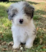Mr.Green, a male Miniature Aussiedoodle for sale in Woodruff, SC – Photo 5 of 10