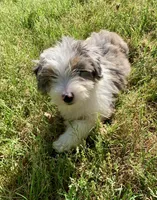 Mr.Green, a male Miniature Aussiedoodle for sale in Woodruff, SC – Photo 10 of 10