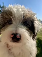 Mr.Green, a male Miniature Aussiedoodle for sale in Woodruff, SC – Photo 8 of 10