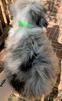Mr.Green, a male Miniature Aussiedoodle for sale in Woodruff, SC – Photo 7 of 10