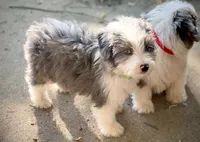 Mr.Green, a male Miniature Aussiedoodle for sale in Woodruff, SC – Photo 2 of 10