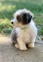 Mr.Green, a male Miniature Aussiedoodle for sale in Woodruff, SC – Photo 4 of 10