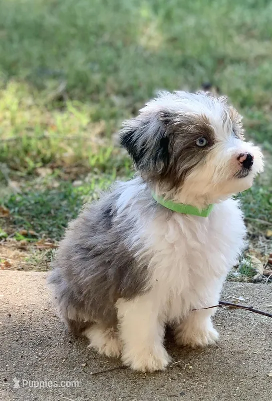Mr.Green – Miniature Aussiedoodle puppy for sale in Woodruff, SC