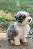 Mr.Green, a male Miniature Aussiedoodle for sale in Woodruff, SC – Photo 1 of 10
