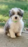 Mr.Green, a male Miniature Aussiedoodle for sale in Woodruff, SC – Photo 3 of 10
