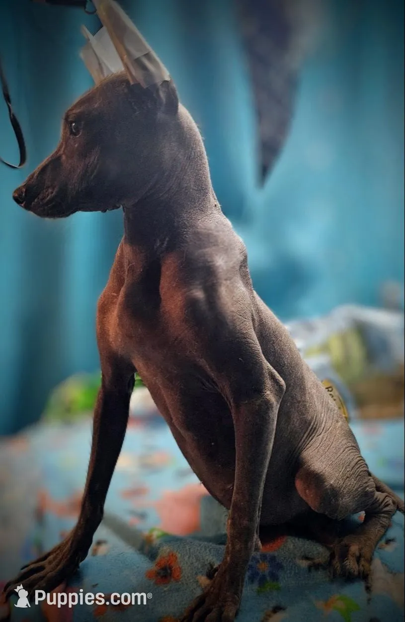 Santiago Standard, a male Xoloitzcuintli for sale in Woodruff, SC – Photo 4 of 9