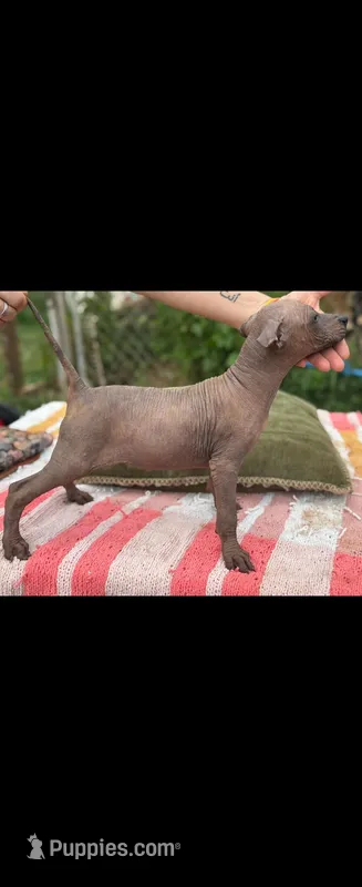 Female Mini/Intermediate – Xoloitzcuintli puppy for sale in Woodruff, SC