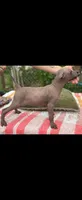 Female Mini/Intermediate, a female Xoloitzcuintli for sale in Woodruff, SC – 1 of 2