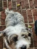 Mr.Red Mini, a male Miniature Aussiedoodle for sale in Woodruff, SC – 3 of 8