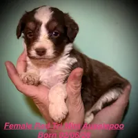 Red Tri Mini Female Aussiepoo, a female Miniature Aussiedoodle for sale in Woodruff, SC – Photo 2 of 9