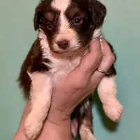 Red Tri Mini Female Aussiepoo, a female Miniature Aussiedoodle for sale in Woodruff, SC – Photo 5 of 9