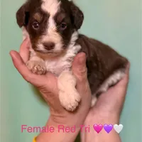 Red Tri Mini Female Aussiepoo, a female Miniature Aussiedoodle for sale in Woodruff, SC – Photo 3 of 9